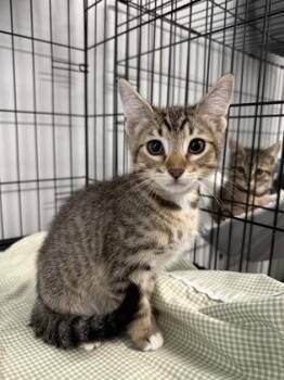 Leonard -  Domestic Short Hair Cat for Adoption in West Chester, Pennsylvania - Leonard | PetCurious