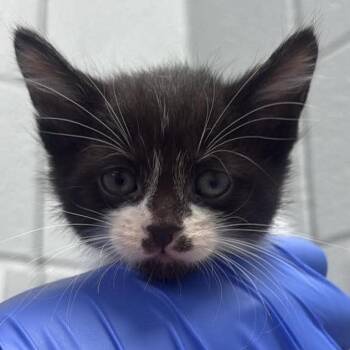 Uranus (Holland Cat Cove) -  Domestic Short Hair Cat for Adoption in West Olive, Michigan - Uranus (Holland Cat Cove) | PetCurious