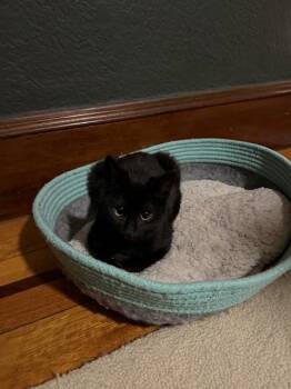 Domestic Short Hair Cats Available for Adoption - AURORA | PetCurious