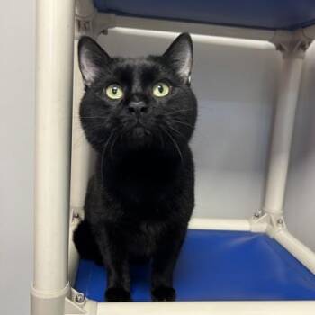 Domestic Short Hair Cats Available for Adoption in Janesville, Wisconsin - Tibberton | PetCurious