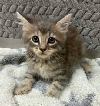 Felicia -  Domestic Short Hair Cat for Adoption in Lampasas, Texas - Felicia | PetCurious