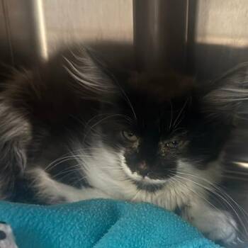 Tac -  Domestic Short Hair Cat for Adoption in Las Vegas, Nevada - Tac | PetCurious