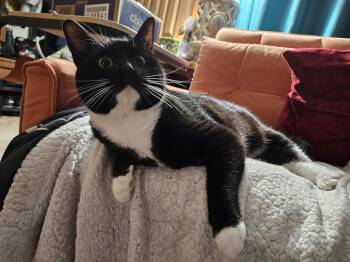 Domestic Short Hair Cats Available for Adoption - Stepdad | PetCurious