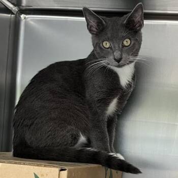 Swoosie -  Domestic Short Hair Cat for Adoption in Baltimore, Maryland - Swoosie | PetCurious