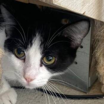 Penelope -  Domestic Short Hair Cat for Adoption in Buffalo, Wyoming - Penelope | PetCurious