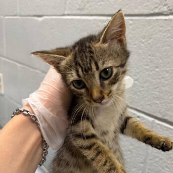 Monstera -  Domestic Short Hair Cat for Adoption in Summerville, South Carolina - Monstera | PetCurious