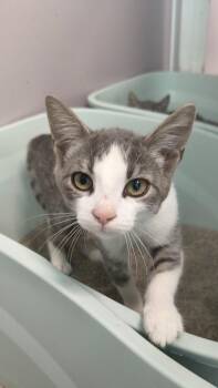 Pie Face -  Domestic Short Hair Cat for Adoption in Athens, Tennessee - Pie Face | PetCurious