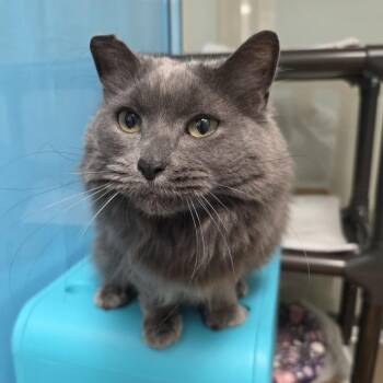 Happy -  Domestic Long Hair Cat for Adoption in Oshkosh, Wisconsin - Happy | PetCurious