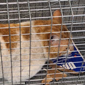 Domestic Short Hair Cats Available for Adoption in Montgomery, Alabama - Meanie | PetCurious