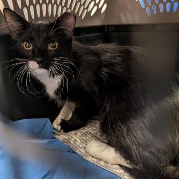 Domestic Short Hair Cats Available for Adoption in Reno, Nevada - Taffy | PetCurious
