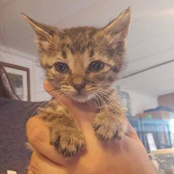 Phyllis -  Domestic Short Hair Cat for Adoption in Hanna City, Illinois - Phyllis | PetCurious