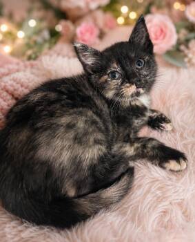 Domestic Short Hair Cats Available for Adoption in Corpus Christi, Texas - Waffles | PetCurious