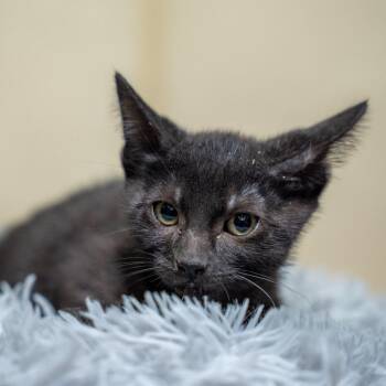 Cavendish -  Domestic Short Hair Cat for Adoption in Gainesville, Georgia - Cavendish | PetCurious