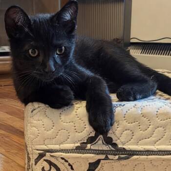 Noireau -  Domestic Short Hair Cat for Adoption in Wakefield, Quebec - Noireau | PetCurious