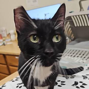 American Shorthair Cats Available for Adoption - Sylvester | PetCurious