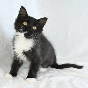 Domestic Medium Hair Cats Available for Adoption - Willow | PetCurious