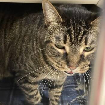 Finn -  Domestic Short Hair Cat for Adoption in Wheaton, Illinois - Finn | PetCurious