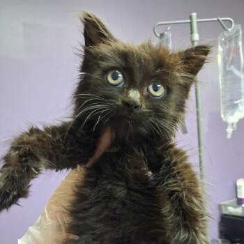 G.I. Jane -  Domestic Long Hair Cat for Adoption in Newark, New Jersey - G.I. Jane | PetCurious