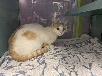 Rescue Domestic Short Hair Cats for Adoption in Santa Cruz, California - LINUS* | PetCurious