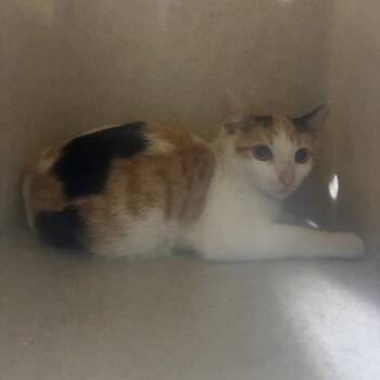 Butterscotch -  Domestic Short Hair Cat for Adoption in Pasadena, California - Butterscotch | PetCurious