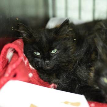 Spider -  Domestic Long Hair Cat for Adoption in Idaho Falls, Idaho - Spider | PetCurious