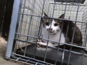 Domestic Short Hair Cats Available for Adoption in Tulsa, Oklahoma - MOCHI | PetCurious