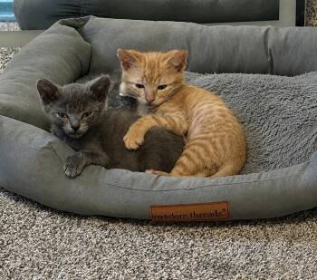 Lex and Grant -  American Shorthair Cat for Adoption in Darien Center, New York - Lex And Grant | PetCurious
