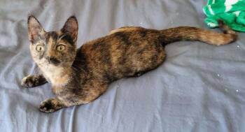 Shari -  Domestic Short Hair Cat for Adoption in Tucson, Arizona - Shari | PetCurious