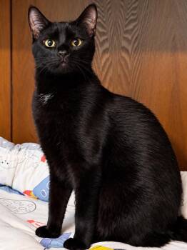 Jake -  Domestic Short Hair Cat for Adoption in Sioux Falls, South Dakota - Jake | PetCurious
