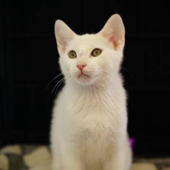 Rescue Domestic Short Hair Cats for Adoption in City Of Industry, California - Yogurt | PetCurious
