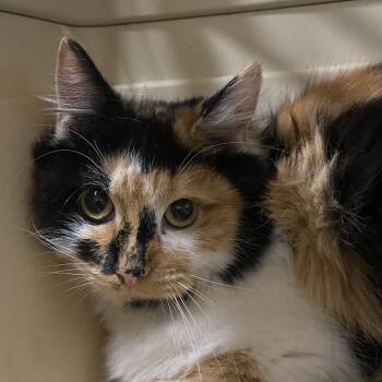 Rescue Domestic Short Hair Cats for Adoption in Allentown, Pennsylvania - Maxima | PetCurious