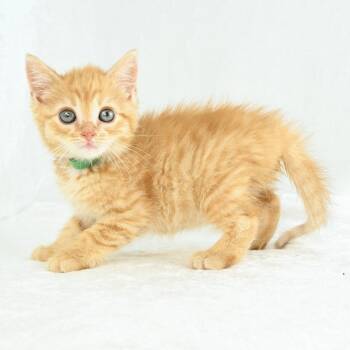 Rose -  Domestic Short Hair Cat for Adoption in Mobile, Alabama - Rose | PetCurious