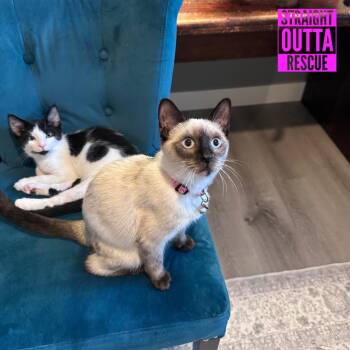 Brownie -  Siamese Cat for Adoption in Vancouver, British Columbia - Brownie | PetCurious