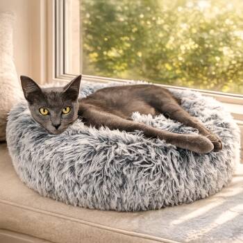 Lucy 4420 -  Oriental Long Hair and Domestic Short Hair Cat for Adoption in Dallas, Texas - Lucy 4420 | PetCurious