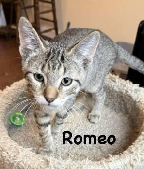 Domestic Short Hair Cats Available for Adoption - Romeo | PetCurious
