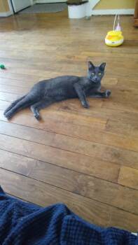 Domestic Short Hair and Russian Blue Cats Available for Adoption in Parma Heights, Ohio - Chardai  | PetCurious