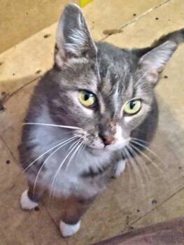 Skye -  Domestic Short Hair Cat for Adoption in Rutherfordton, North Carolina - Skye | PetCurious