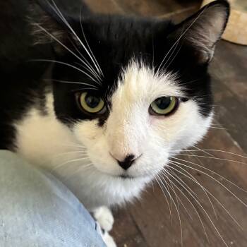 Rescue Domestic Short Hair Cats for Adoption in Los Angeles, California - Phantom | PetCurious