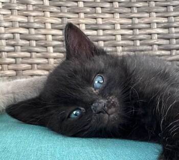 Bento -  Domestic Short Hair Cat for Adoption in Sioux City, Iowa - Bento | PetCurious