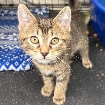 Saber -  Domestic Short Hair Cat for Adoption in Monroe, Michigan - Saber | PetCurious