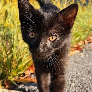 Rescue Domestic Short Hair Cats for Adoption in Silver Spring, Maryland - Asher | PetCurious