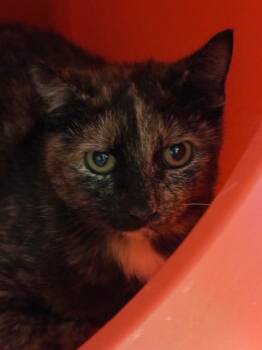 Domestic Short Hair Cats Available for Adoption - CARNATION | PetCurious