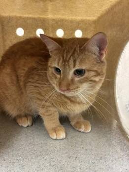 Domestic Short Hair Cats Available for Adoption - JACKIE ROBINSON | PetCurious