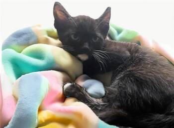 DOCTOR GERO -  Domestic Short Hair Cat for Adoption in Fort Lauderdale, Florida - DOCTOR GERO | PetCurious
