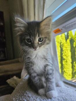 26-19 Blanche -  Domestic Long Hair Cat for Adoption in St. Helens, Oregon - 26-19 Blanche | PetCurious