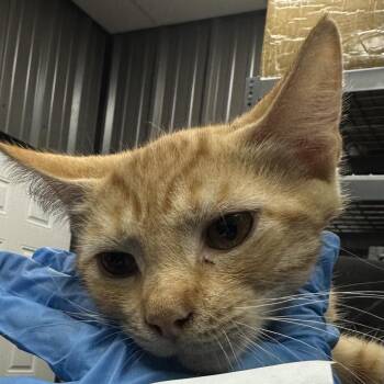FWT Cheeseball -  Domestic Short Hair Cat for Adoption in Midland, Texas - FWT Cheeseball | PetCurious