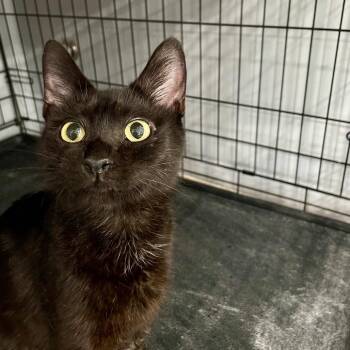 Cobain -  Domestic Short Hair Cat for Adoption in Fairmont, West Virginia - Cobain | PetCurious