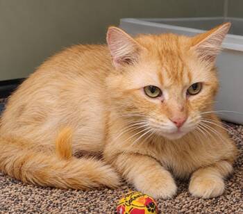Spike -  Domestic Short Hair Cat for Adoption in Saint Clairsville, Ohio - Spike | PetCurious