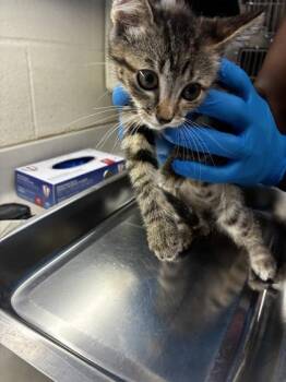 Holly -  Domestic Short Hair Cat for Adoption in Wichita, Kansas - Holly | PetCurious