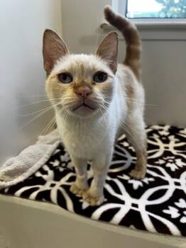 Bashful -  Domestic Short Hair Cat for Adoption in Santa Rosa, California - Bashful | PetCurious